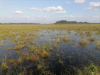 Стільки води ще не було на болоті у липні