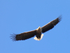 Дорослий орлан у польоті