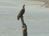 Орлан відпочиває на березі річки Прип’ять