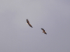 Пара дорослих орланів кружляє над гніздовою територією