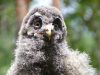 Пташеня бородатої сови вилетіло