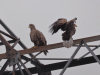 Пара орланів біля гніздової ділянки