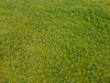 Вигляд верхового мезотрофного болота з пригніченими соснами