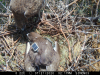 21.07.20: самиця принесла пташеняті вужа