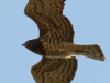 Невелика, але дуже плямиста самиця змієїда в квітні. Світла пляма біля верхівки 8-го лівого першорядного махового пера, ймовірно, спричинена тимчасовою затримкою його росту, якийсь час була чіткою індивідуальною ознакою птаха
