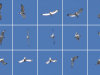 Квітень 2020 р.: самець змієїда K11 приніс здобич і виписує фестони високо над гніздовою ділянкою, позначаючи свою присутність відсвітами білих крил на кілометри навколо