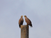 Пара орланів на гніздовій території