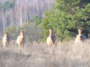 Коні Пржевальського