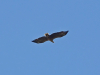 Дорослий орлан-білохвіст на гніздовій території. 21.05.2023