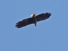 Дорослий орлан-білохвіст на гніздовій території. 4.06.2023