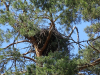 Старе гніздо орлана в Золотоніському районі. 4.06.2023