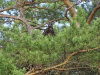 Пташеня орлана в гнізді біля с. Вергуни