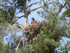 Пташеня в гнізді в Золотоніському районі перед вильотом. 31.05.2024