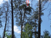 Гніздо орлана в Михайлівському лісі на Черкащині