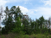 Гніздо орлана в Черкаському районі у лісі, де було проведено санітарну рубку