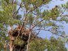 Оперене пташеня орлана біля гнізда. Київська область, ЧРЕБЗ, біля с. Оташів (пара KY42). 3.06.2025. Фото - Сергій Домашевський
