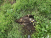 Труп орлана, знайдений у  Донецькій області